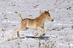 pferdefotos haflinger