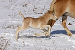 pferdefotos haflinger