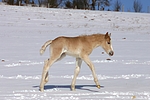 pferdefotos haflinger