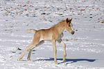 pferdefotos haflinger