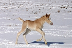 pferdefotos haflinger