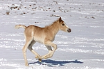 pferdefotos haflinger