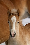 pferdefotos haflinger