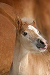 pferdefotos haflinger
