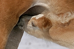 pferdefotos haflinger