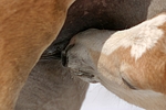 pferdefotos haflinger