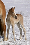 pferdefotos haflinger