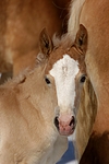 pferdefotos haflinger