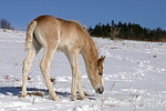 pferdefotos haflinger