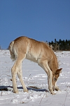 pferdefotos haflinger