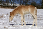 pferdefotos haflinger