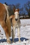 pferdefotos haflinger