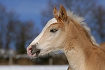 pferdefotos haflinger