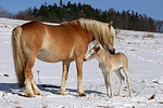 pferdefotos haflinger