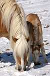 pferdefotos haflinger