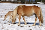 pferdefotos haflinger