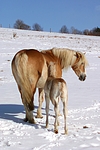 pferdefotos haflinger