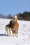 pferdefotos haflinger