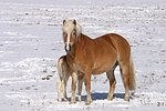 pferdefotos haflinger