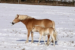 pferdefotos haflinger