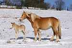 pferdefotos haflinger