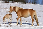 pferdefotos haflinger