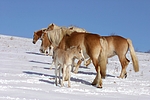 pferdefotos haflinger