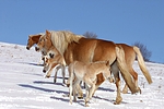pferdefotos haflinger