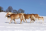 pferdefotos haflinger