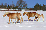 pferdefotos haflinger