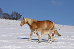 pferdefotos haflinger