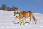 pferdefotos haflinger
