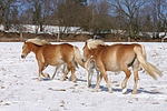 pferdefotos haflinger