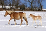 pferdefotos haflinger