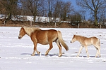 pferdefotos haflinger