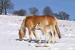 pferdefotos haflinger