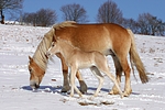pferdefotos haflinger