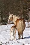 pferdefotos haflinger