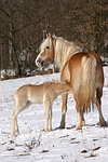 pferdefotos haflinger