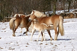 pferdefotos haflinger