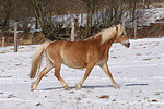pferdefotos haflinger