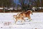 pferdefotos haflinger