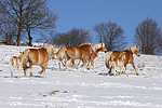 pferdefotos haflinger