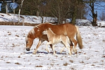 pferdefotos haflinger