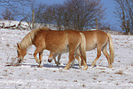 pferdefotos haflinger