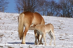 pferdefotos haflinger