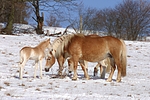 pferdefotos haflinger