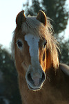 pferdefotos haflinger
