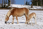 pferdefotos haflinger