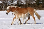 pferdefotos haflinger